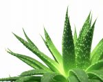 Aloe una pianta dalle mille proprietà