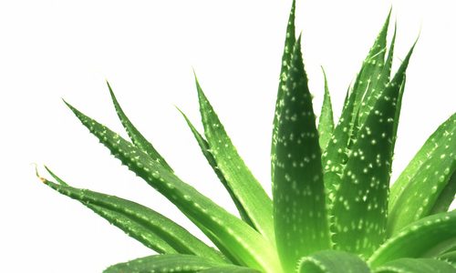 Aloe una pianta dalle mille proprietà