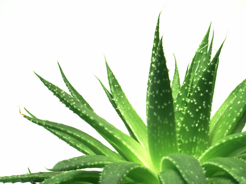 Aloe una pianta dalle mille proprietà